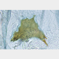 01 Hypercallia citrinalis w signum