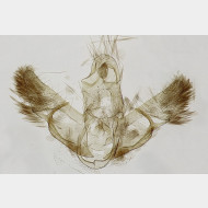 Semioscopis avellanella m