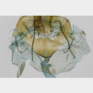 05 Semioscopis steinkellneriana w ostium
