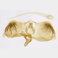 Tinagma perdicella m