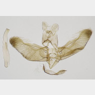 Elachista utonella m
