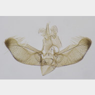 Elachista utonella m