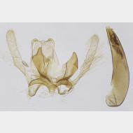 02 Blastodacna atra m