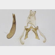 00 Blastodacna atra m