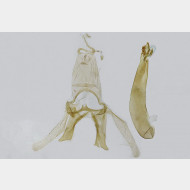 01 Blastodacna atra m