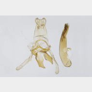 02 Blastodacna atra m