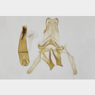 03 Blastodacna atra m