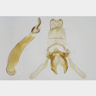 04 Blastodacna atra m