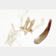 Blastodacna atra m2