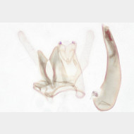 Blastodacna atra m