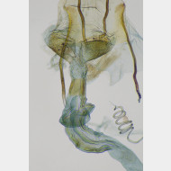 01 Blastodacna atra w ostium