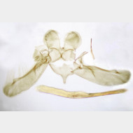 Elachista albifrontella m 0