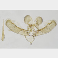 000 Elachista albifrontella m
