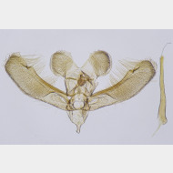 01 Elachista albifrontella m