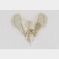 Elachista albifrontella m