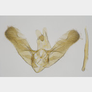 Elachista bisulcella m