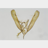 06 Elachista freyerella m