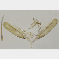 07 Elachista freyerella m