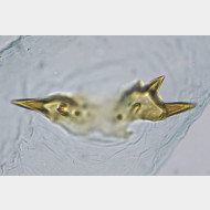 02 Elachista freyerella w signum