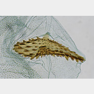 02 Elachista gleichenella w signum