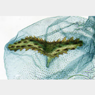 Elachista gleichenella w signum2