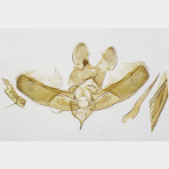 Elachista luticomella m