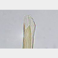 01 Elachista maculicerusella m a gr