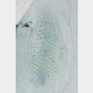04 Elachista metella w signum