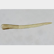 01 Elachista nobilella m aas