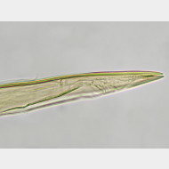 02 Elachista nobilella m a spitze