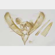 03 Elachista nobilella m