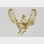 04 Elachista nobilella m