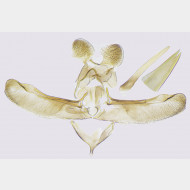 05 Elachista nobilella m