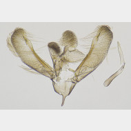 06 Elachista nobilella m