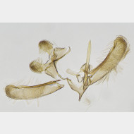 14 Elachista nobilella m