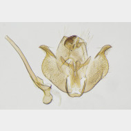 01 Perittia herrichiella m