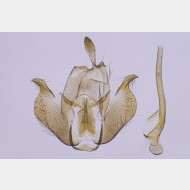 Perittia herrichiella m