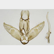 05 Stephensia abbreviatella m