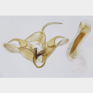 Epermenia chaerophyllella m