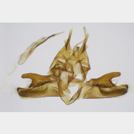 01 Ochromolopis ictella m