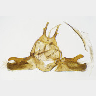 02 Ochromolopis ictella m