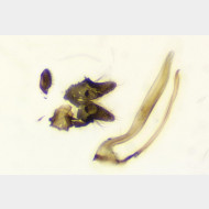Eriocrania semipurpurella m