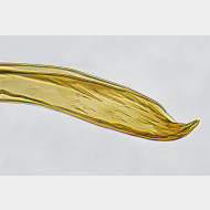 01 Eriocrania semipurpurella mm s