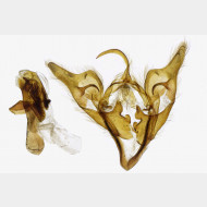 01 Abrostola tripartita m