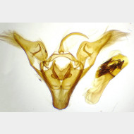 Abrostola tripartita m3