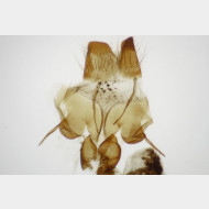 Abrostola tripartita w ostium