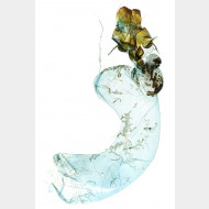 03 Abrostola tripartita w