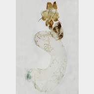01 Abrostola tripartita w