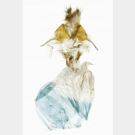 Acronicta auricoma w