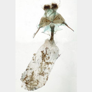 Acronicta megacephala w